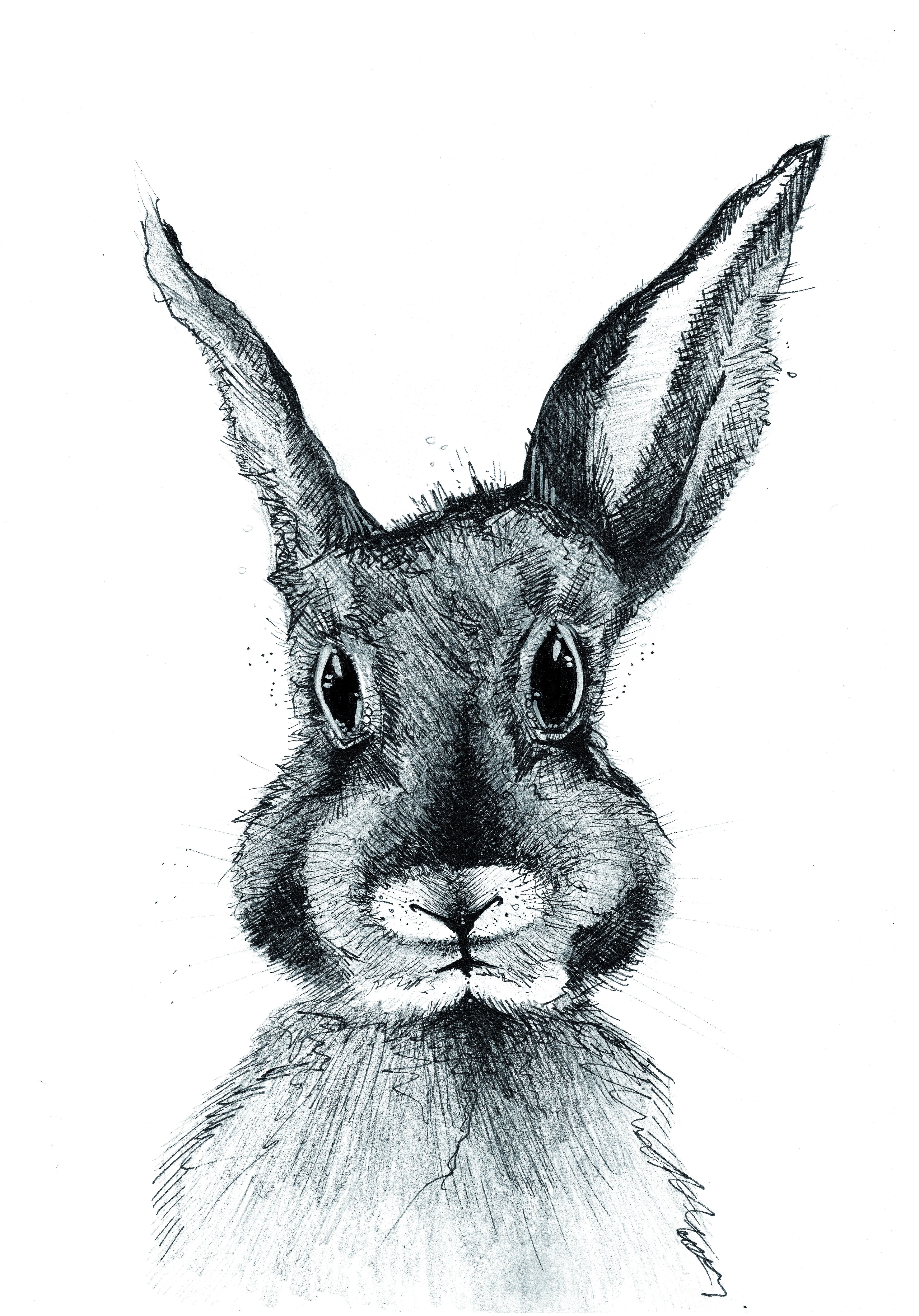 TILLÏ - HASE Stefan Kunstdruck A5