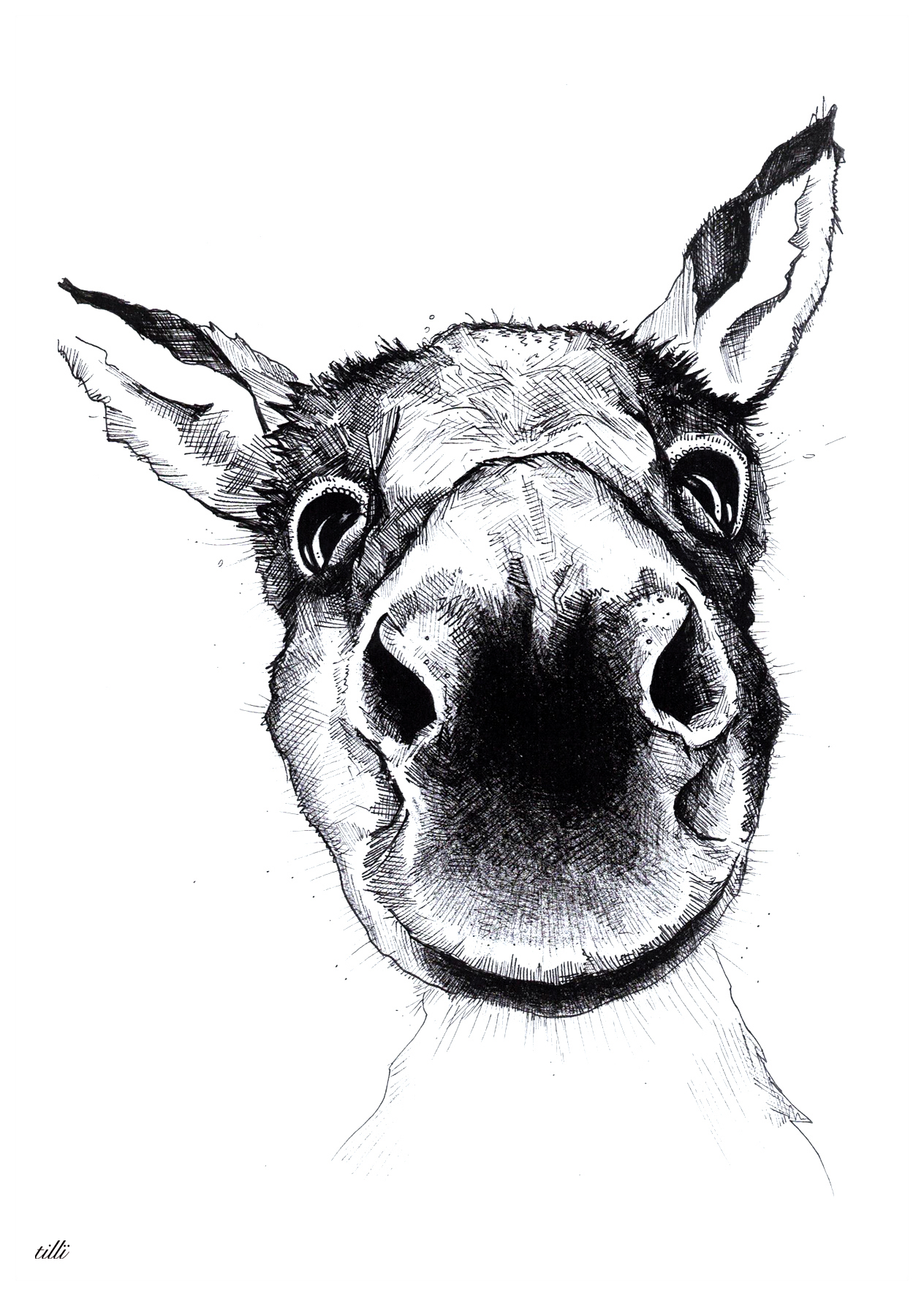 TILLÏ - ESEL Horst Kunstdruck A6